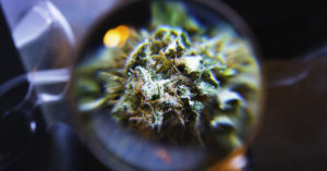 Microscopic view of cannabis flower and cannabinoids at CannaSafe