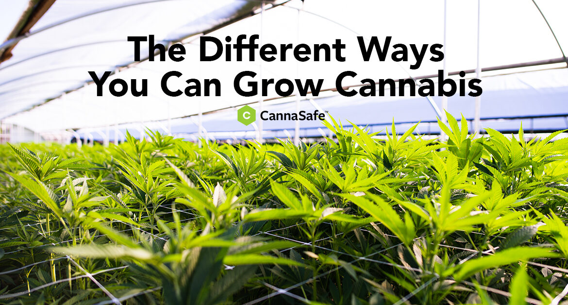 CannaSafe Cannabis Blog Post for Different Ways to Grow Cannabis