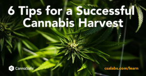 6tipsforsuccessfulharvest